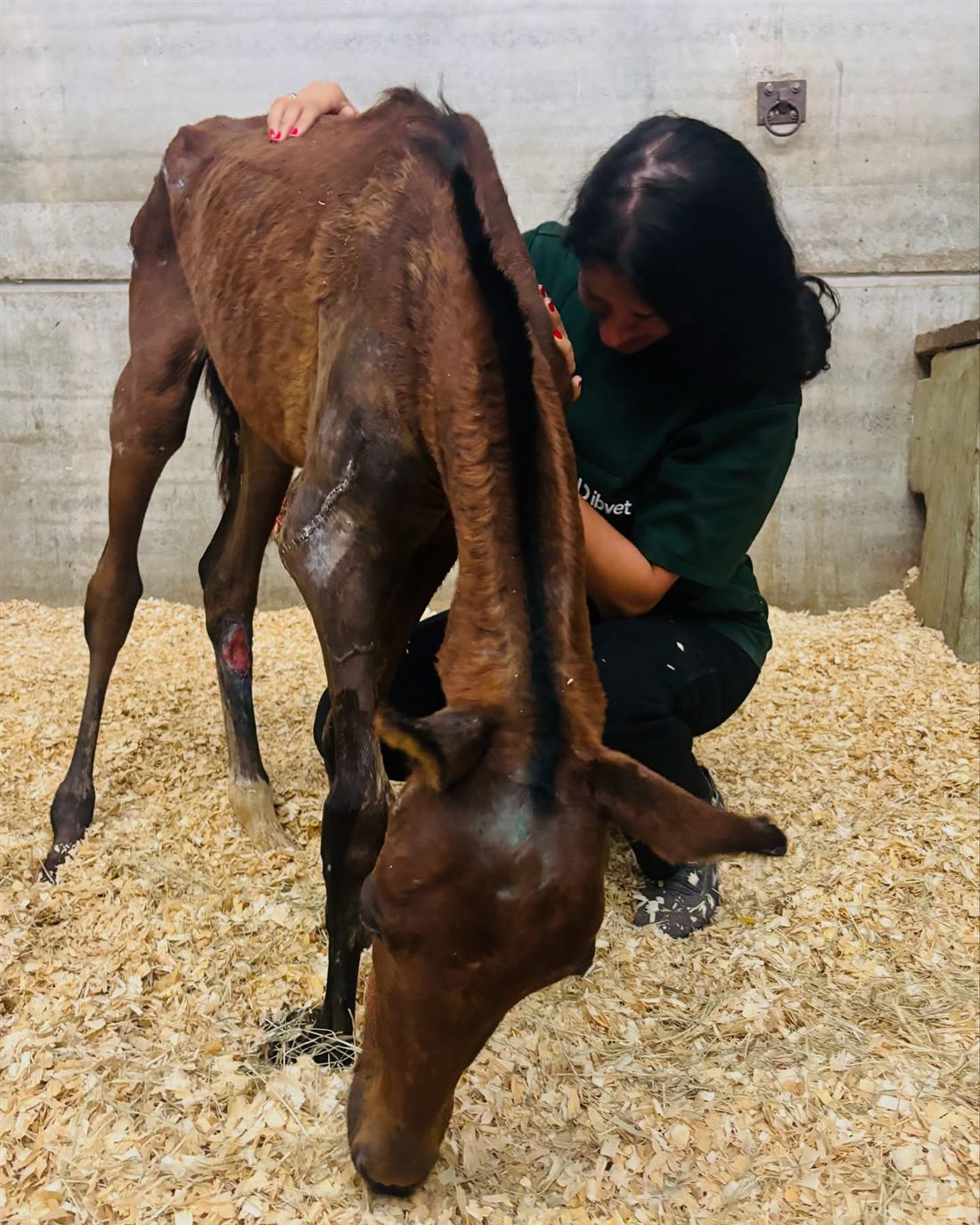 Dra. Kah examinando com as mãos as costas de um animal em recuperação